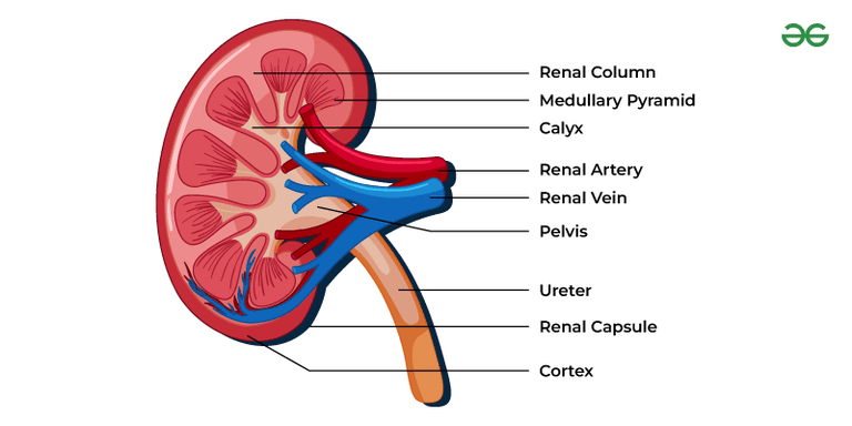 Diagram of Kidney | GeeksforGeeks