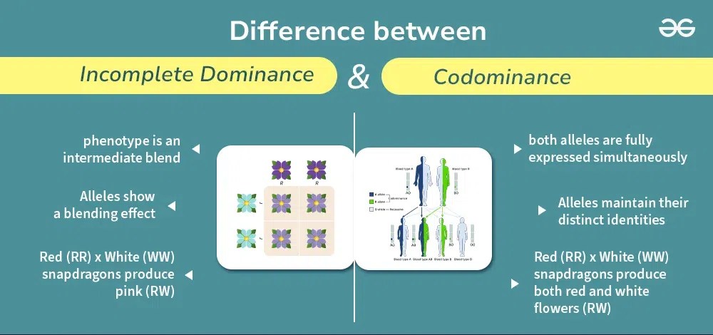 Difference Between Incomplete Dominance and Codominance | GeeksforGeeks