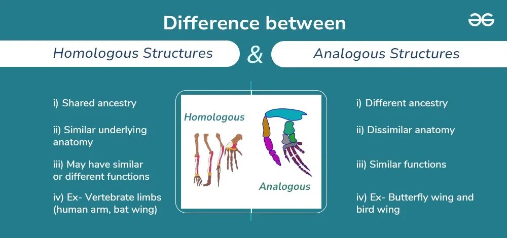 Vestigial Structures Definition