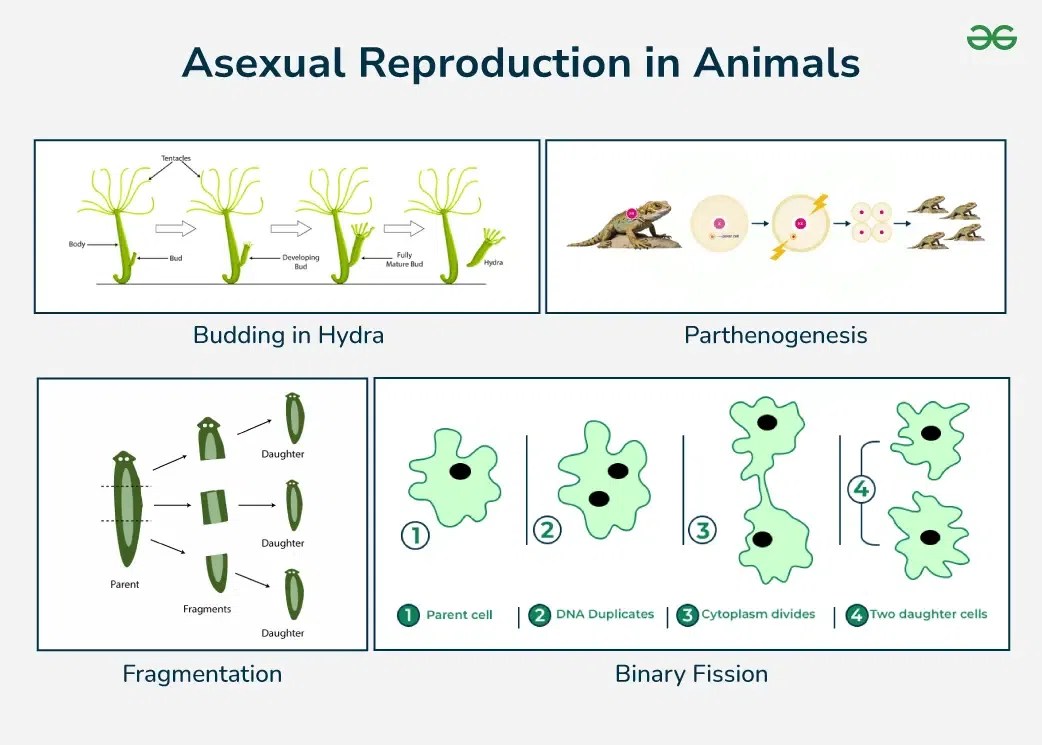 Asexual Reproduction in Animals Methods, & Examples