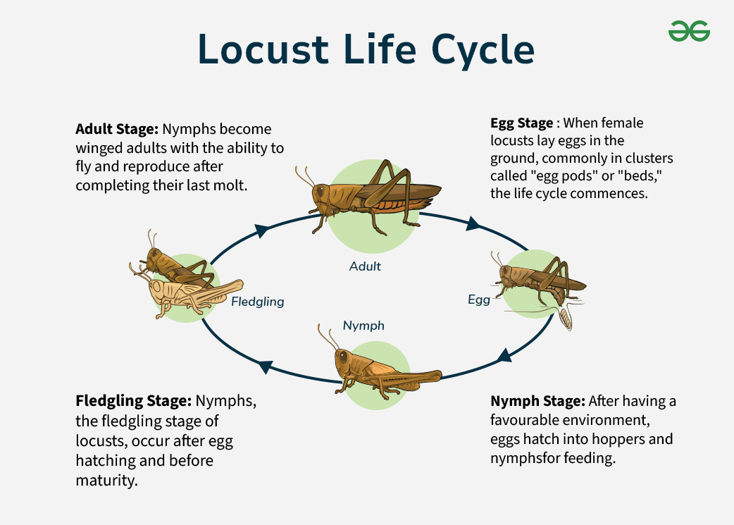 Locust Life Cycle Stages with Labeled Diagram