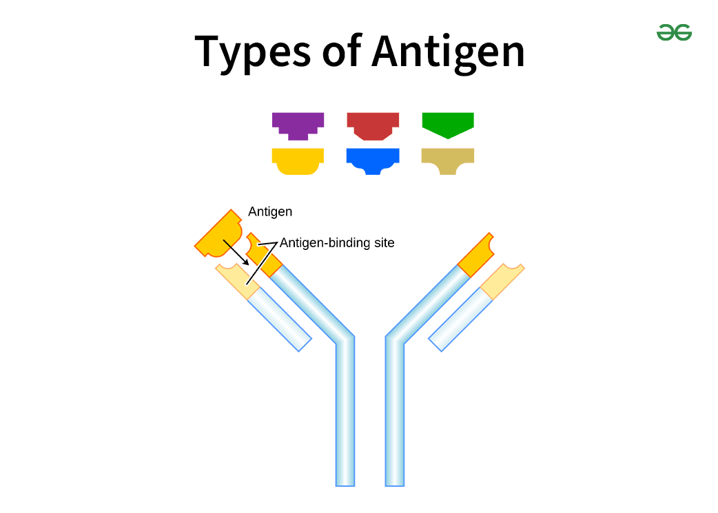Types of Antigen Meaning and Functions