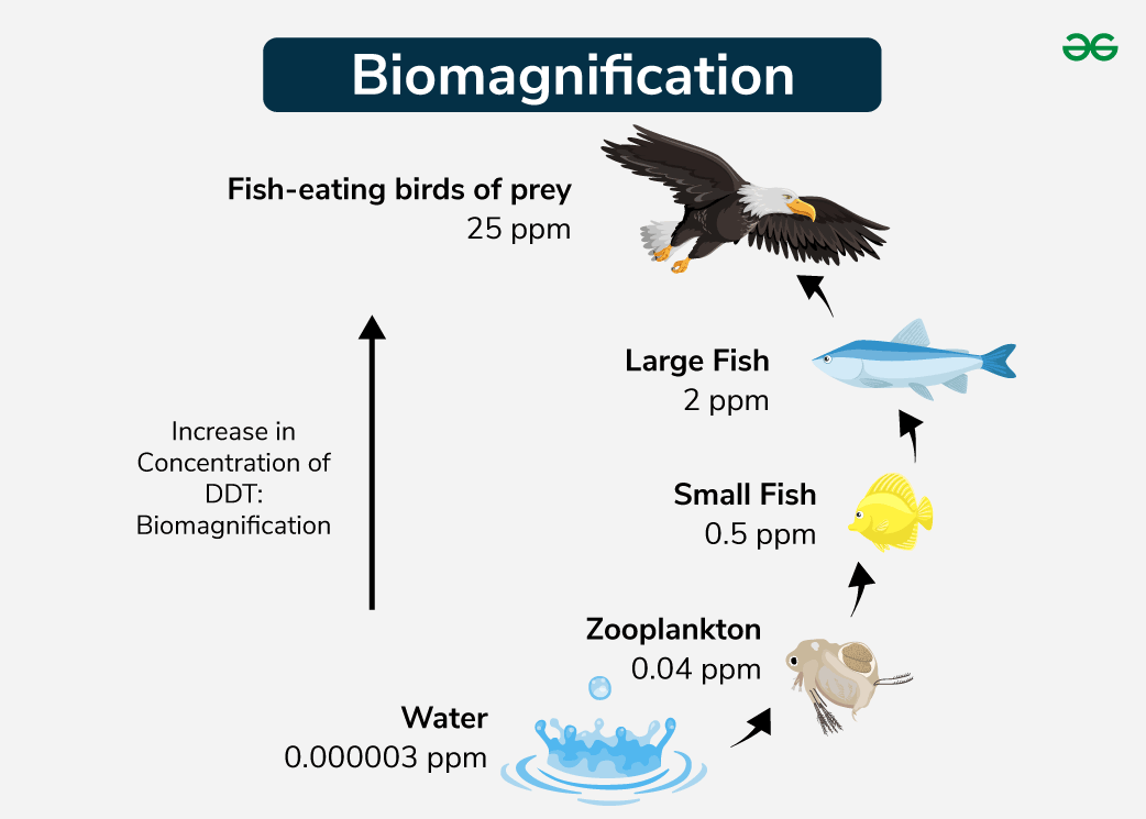 Biomagnification | GeeksforGeeks