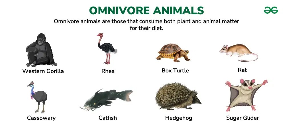 Omnivore Animals In Aquatic Ecosystem