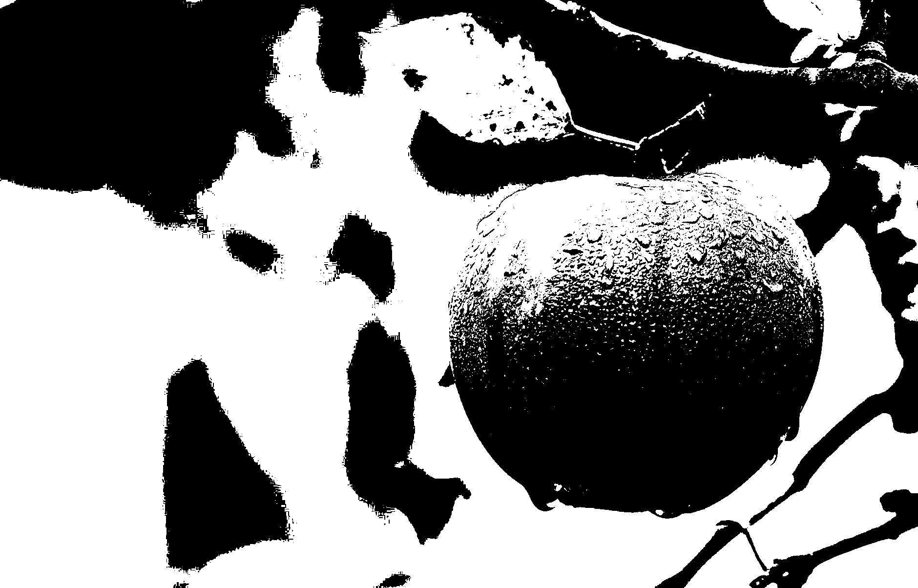 MATLAB Conversión de una imagen en escala de grises en una imagen