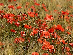 Coquelicot Origine Proprietes Utilisations