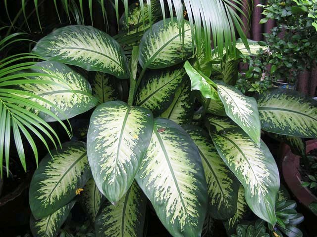 Plantes d'intérieur pour l'ombre