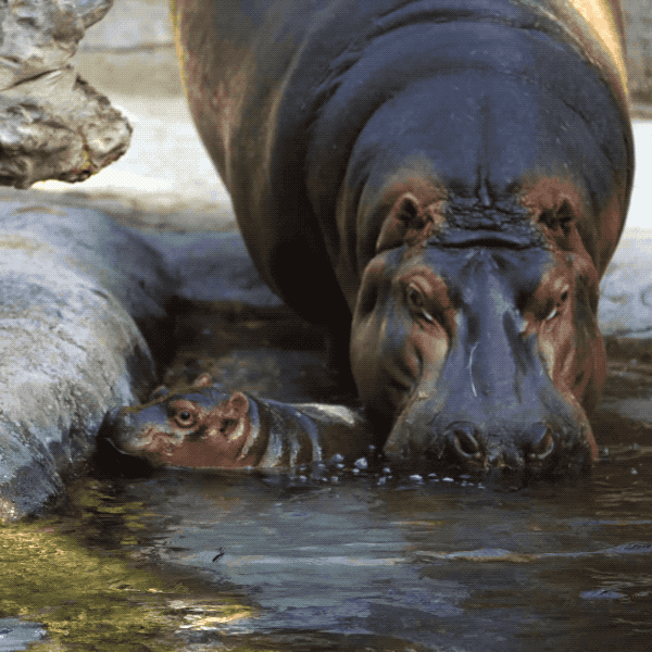 Happy Baby Animals GIF by San Diego Zoo Find & Share on GIPHY
