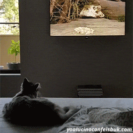 Gato Cazando En La Tv