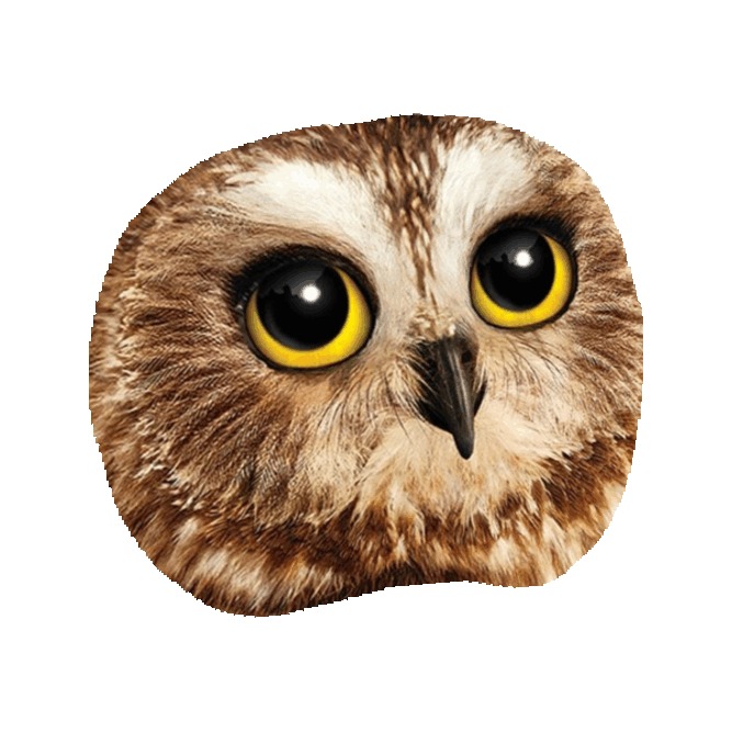 Owl GIF by imoji for iOS & Android GIPHY