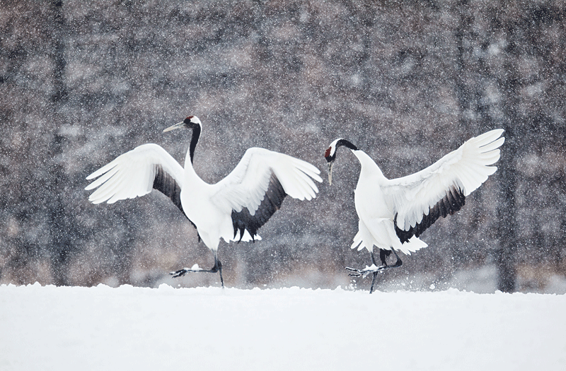 Crane GIF Find & Share on GIPHY