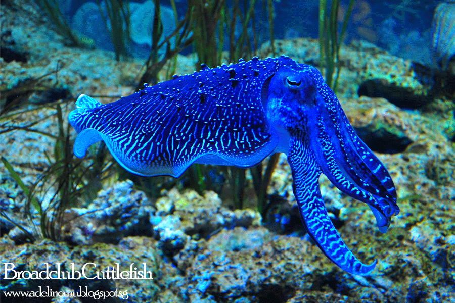 Cuttlefish GIF Find & Share on GIPHY