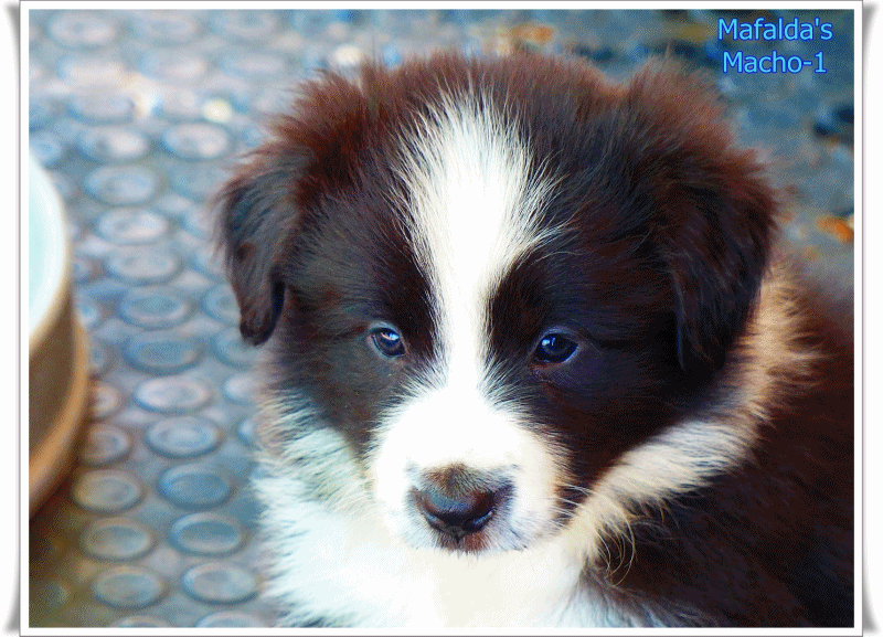 Pups GIF Find & Share on GIPHY