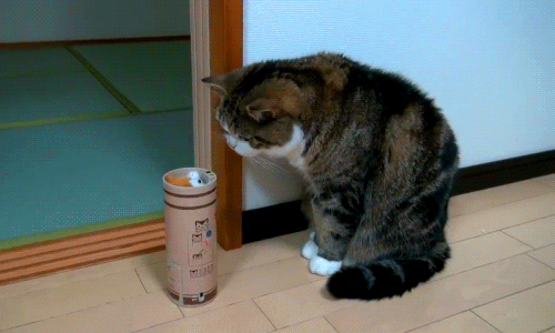 Weasel GIFs Find & Share on GIPHY