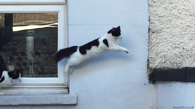 13 Purrfectly Looped Cat GIFs To Get You Through Quarantine Meowingtons