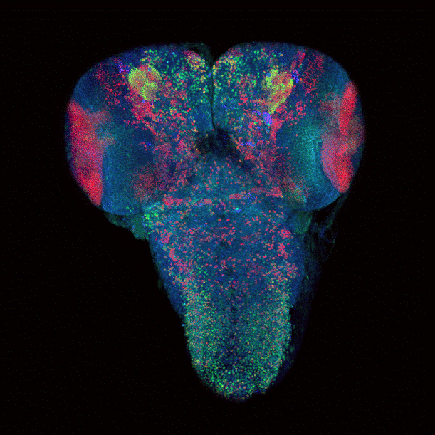 Microscope GIF Find & Share on GIPHY