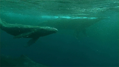 The Fellowship Of The Whales GIFs Find & Share on GIPHY