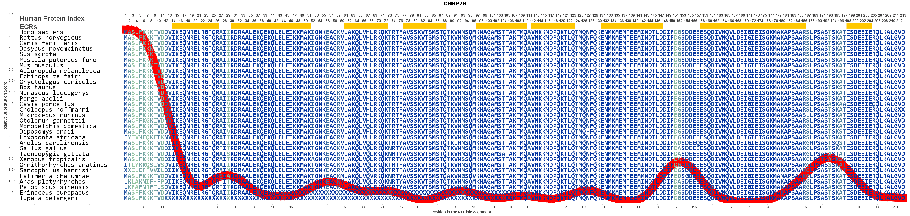 CHMP2B Gene - GeneCards | CHM2B Protein | CHM2B Antibody