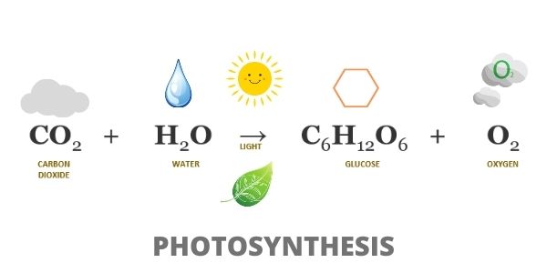 Photosynthesis Step by Step Guide (Experiments Included)