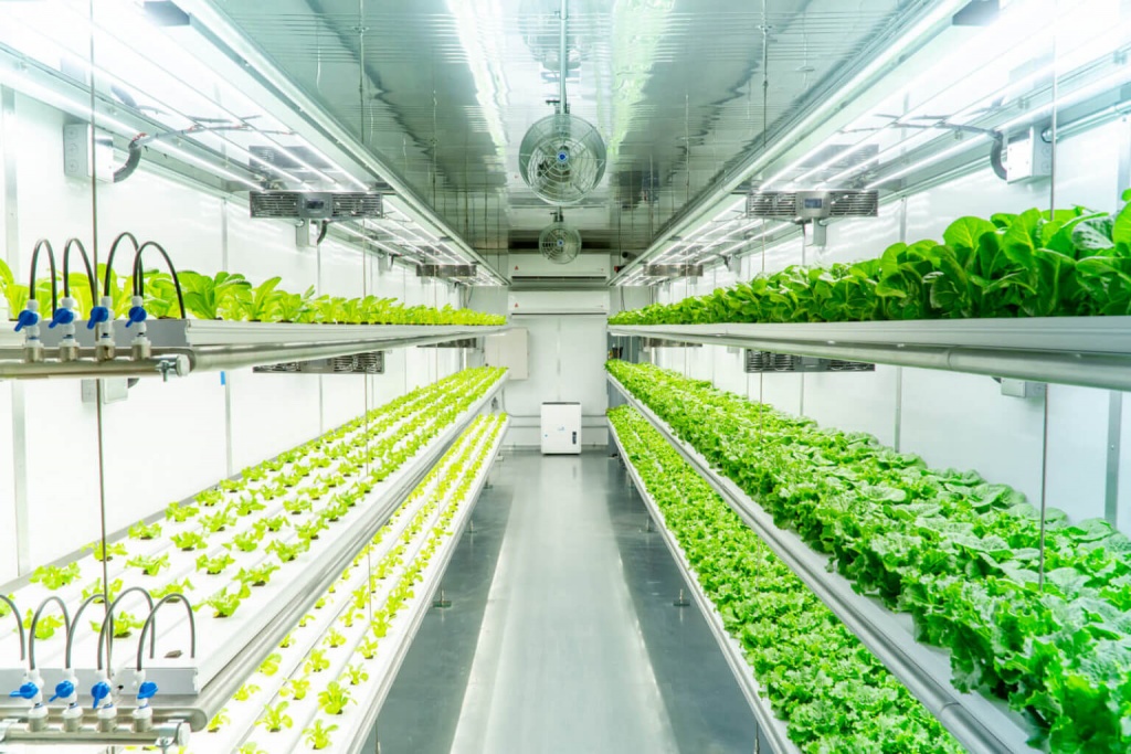 Hydroponic Farming with a Shipping Container Container Technology, Inc
