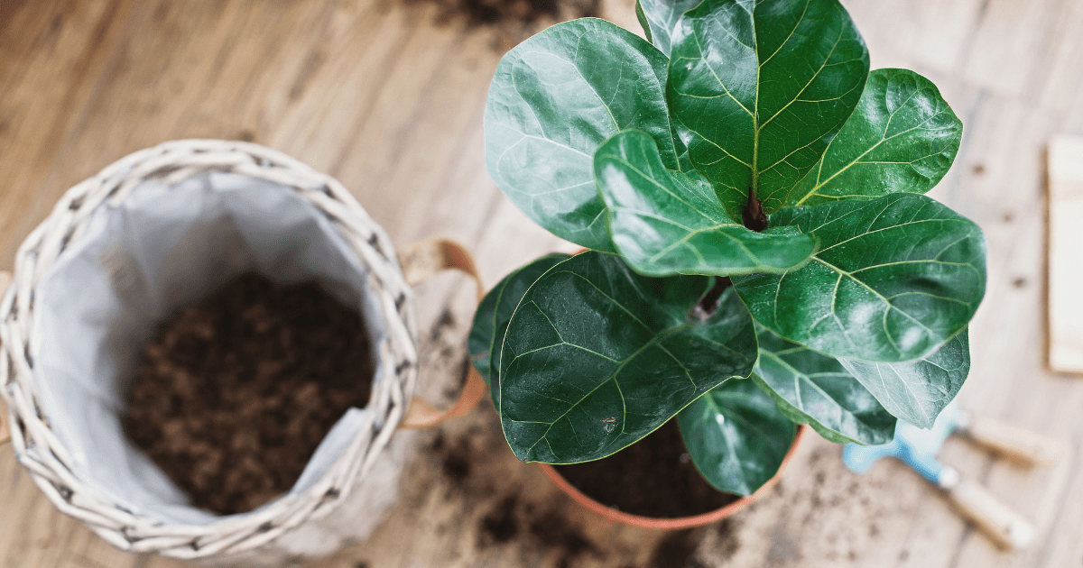 Flora Nurturing Growth A Comprehensive Guide to Fiddle Leaf Fig Soil