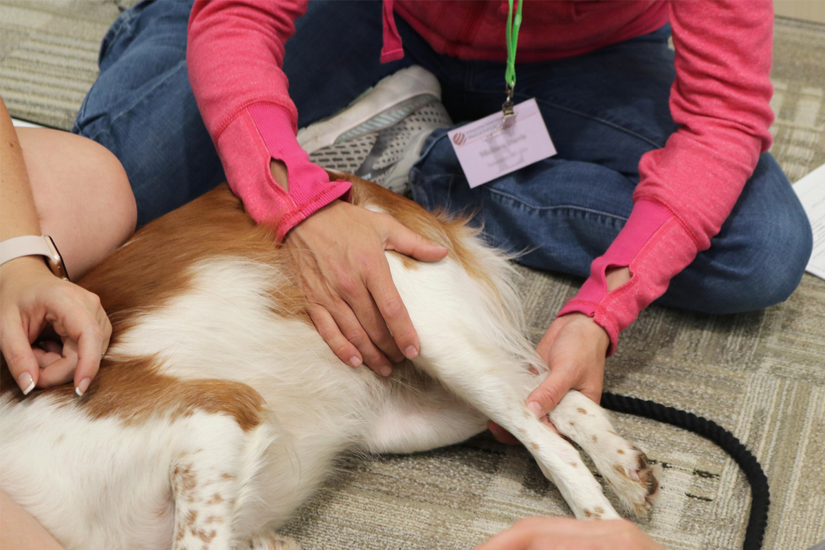 Canine Rehab Veterinary Technician Chi University