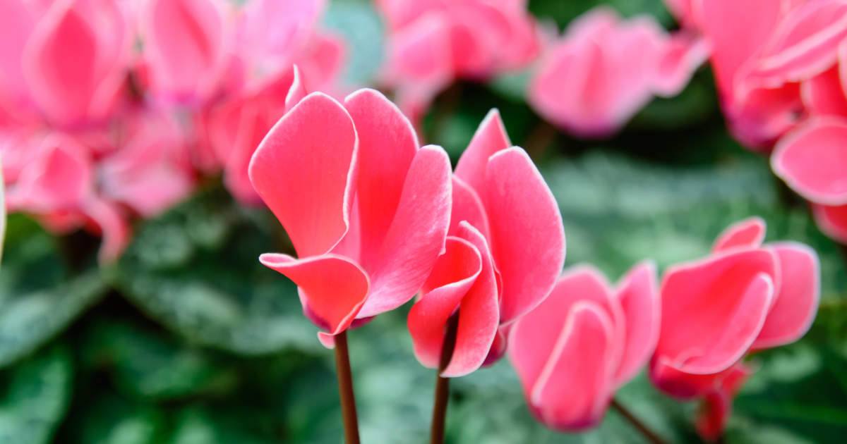 Flora Cyclamen Outdoor Care Tips for Thriving Plants