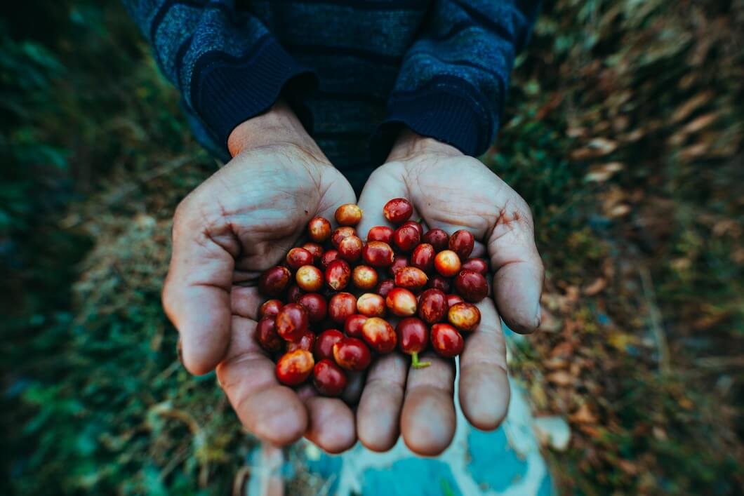 Why is Yunnan Coffee Special? Cafe Awake