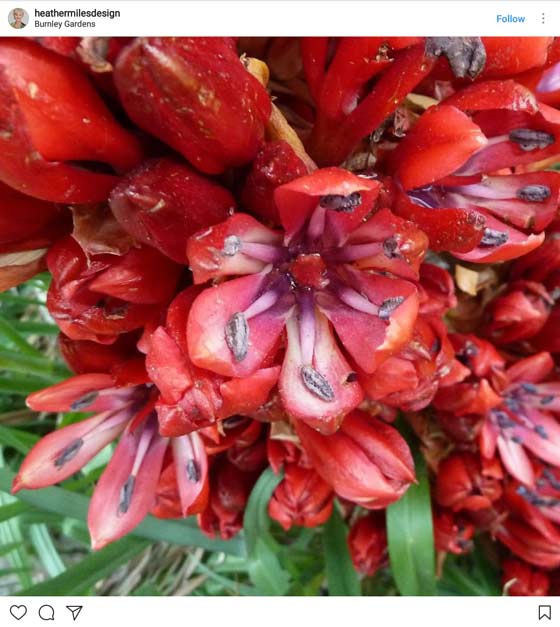 What to know about the Gymea Lily Interflora