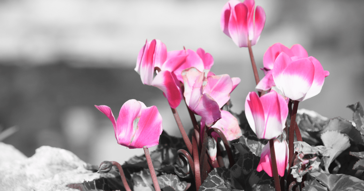 Flora Cyclamen Outdoor Care Tips for Thriving Plants