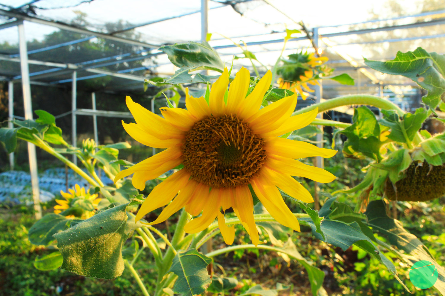 Description, Origin, Benefits and Uses of Sunflower (Helianthus annuus L.)