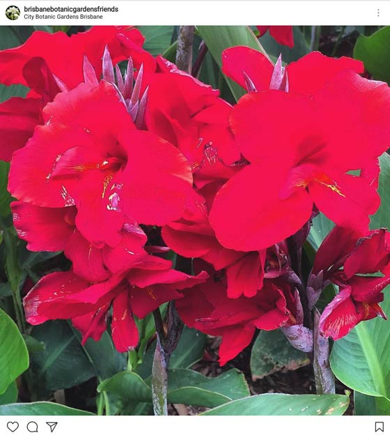 Must see brisbane’s botanic gardens Interflora