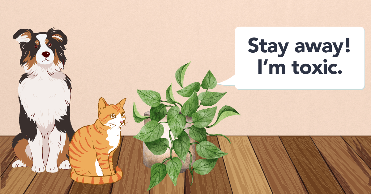 Flora Is Jade Pothos Toxic to Cats? What Pet Owners Should Know