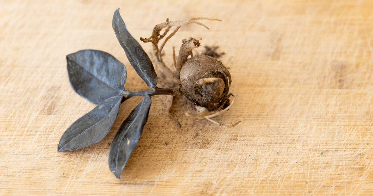 Flora How To Propagate ZZ Plants A StepbyStep Guide