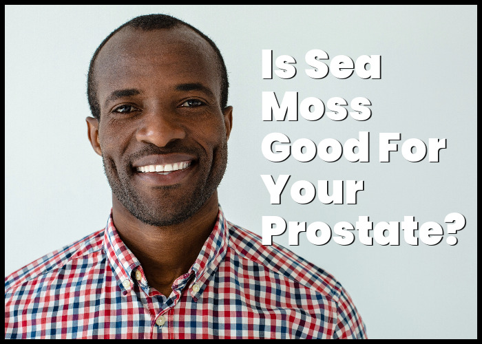 Sea Moss Health Blog Learn about the health benefits of sea moss.