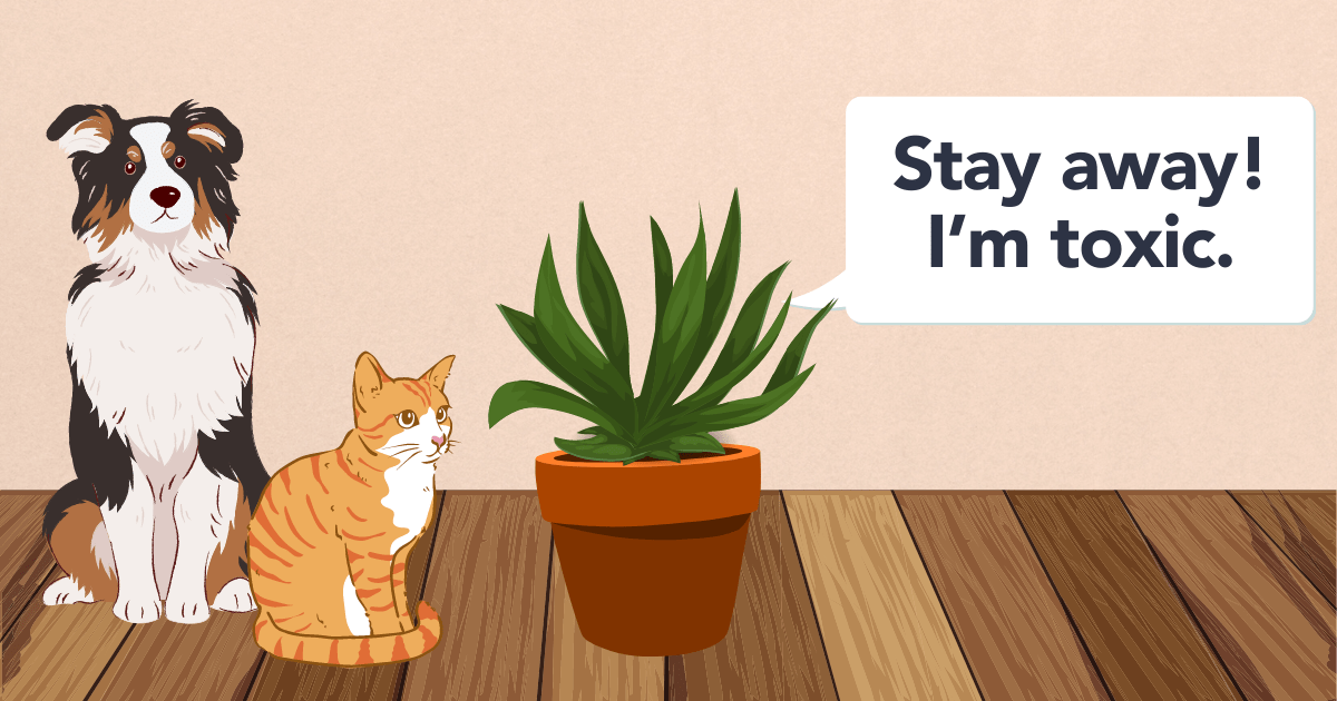 Flora Are Corn Plants Toxic? Safety Tips for Pet Owners