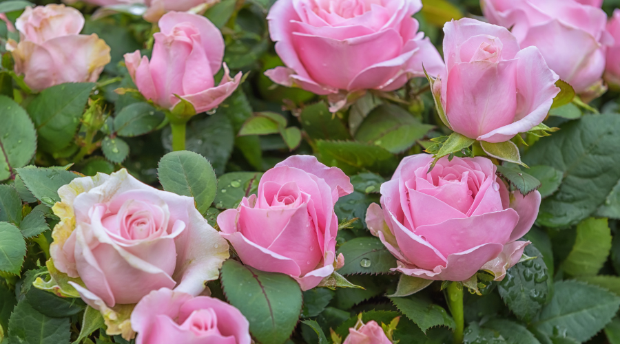Flora Bouquet of Traditions Exploring the Popularity of Roses
