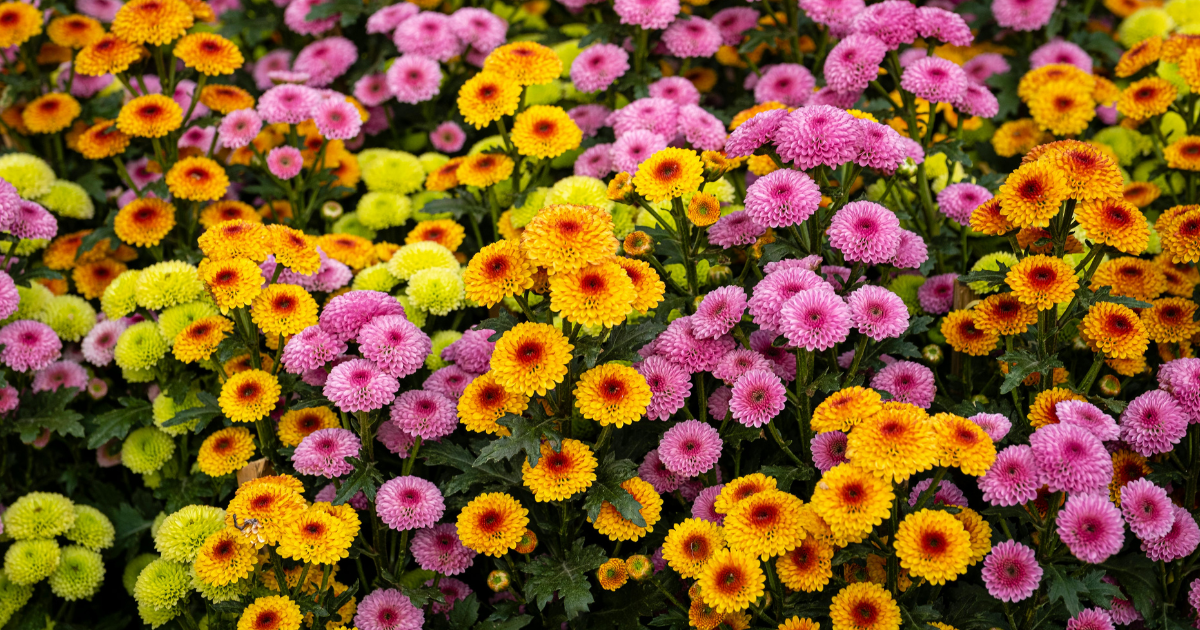 Flora When Do Chrysanthemums Bloom? Timing the Colorful Display