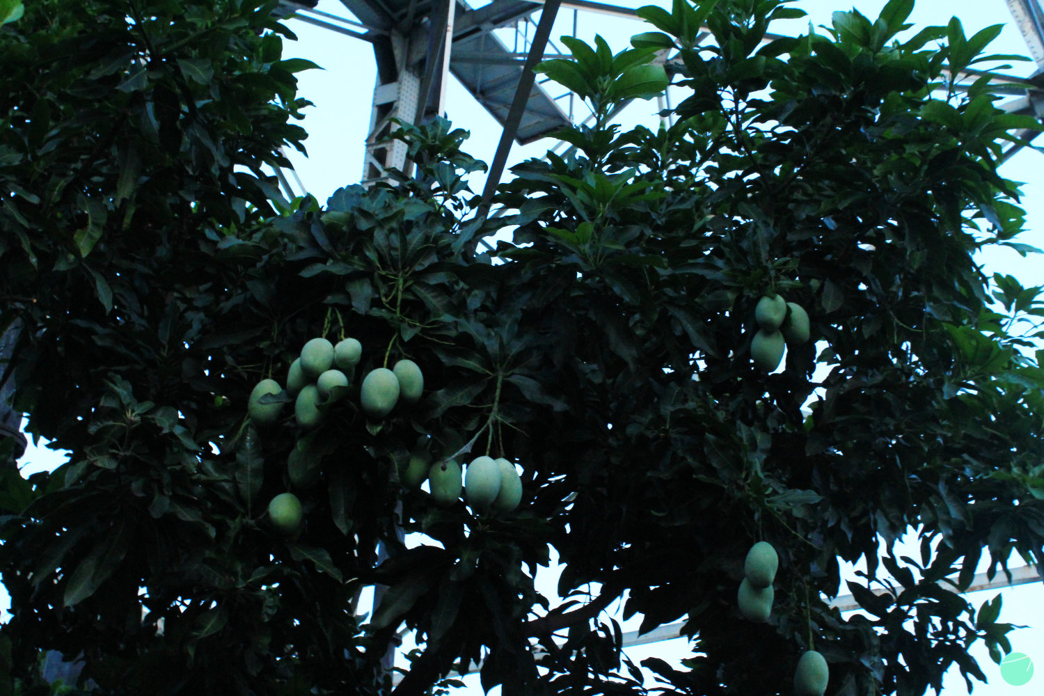 Deskripsi, Asal dan Khasiat Mangga (Mangifera indica)