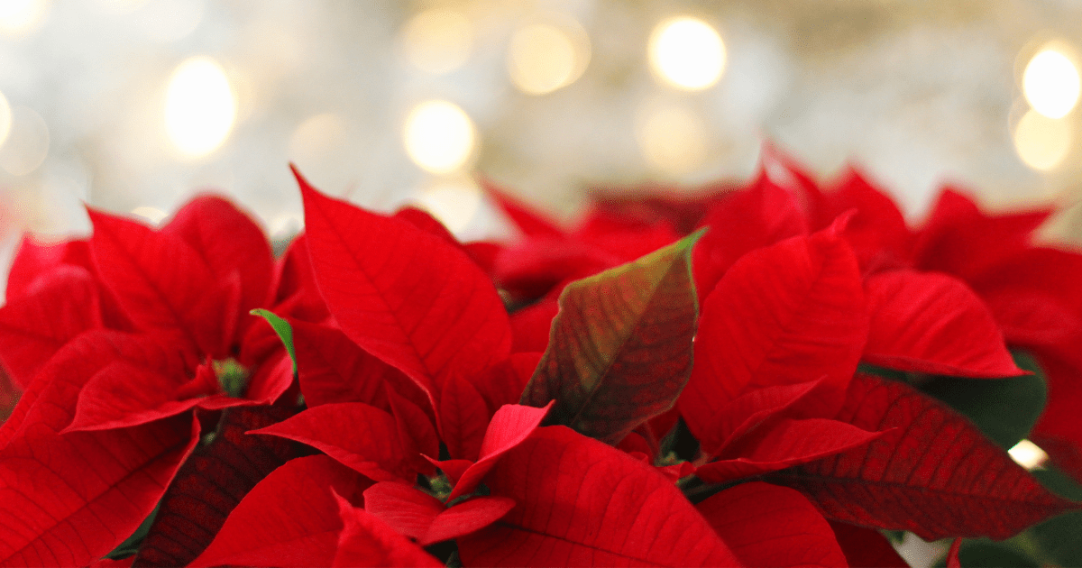 Flora Selecting Outdoor Christmas Plants for a Magical Winter Garden