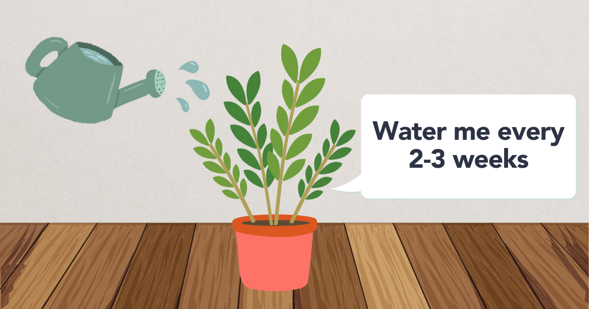 Flora Watering Your ZZ Plant Frequency and Best Practices