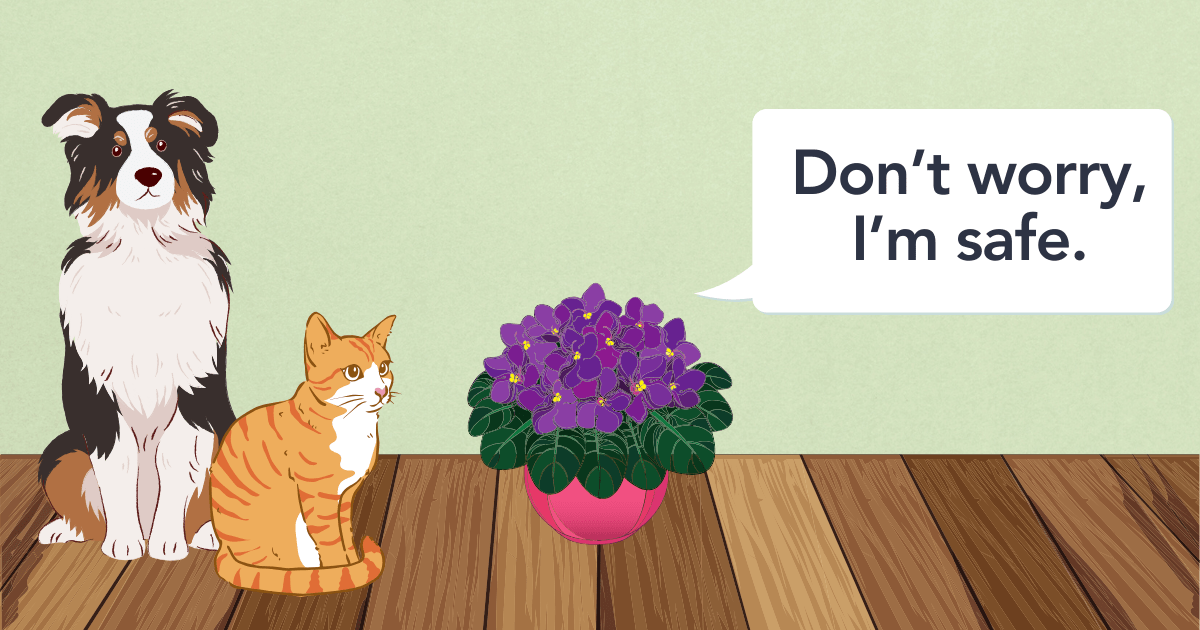 Flora Are African Violets Toxic? Pet Safety Guide