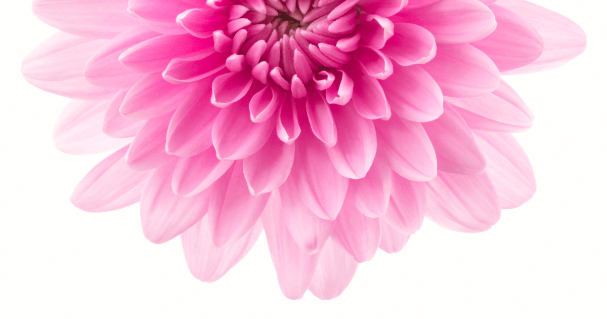 Flora 12 Beautiful Types of Chrysanthemums for Your Garden