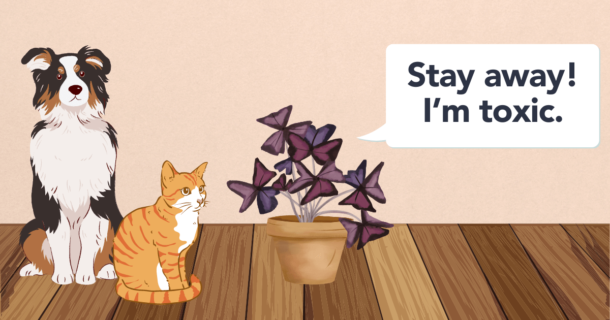 Flora Is Oxalis Toxic to Pets? Understanding the Risks
