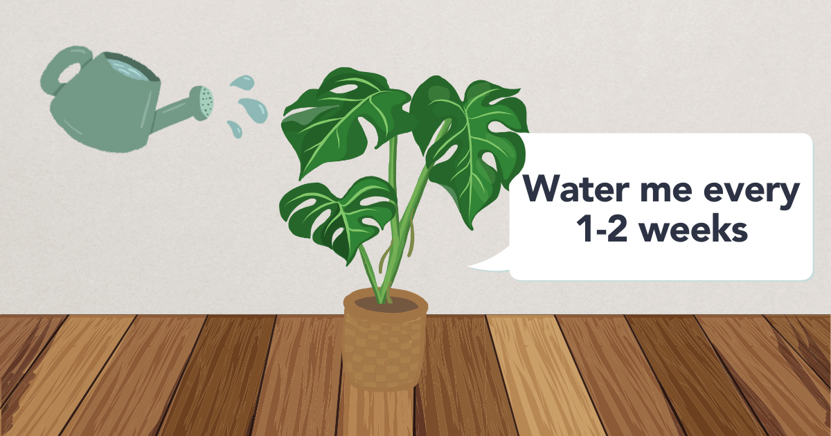 Flora Monstera Deliciosa Watering Schedule Maximizing Plant Health