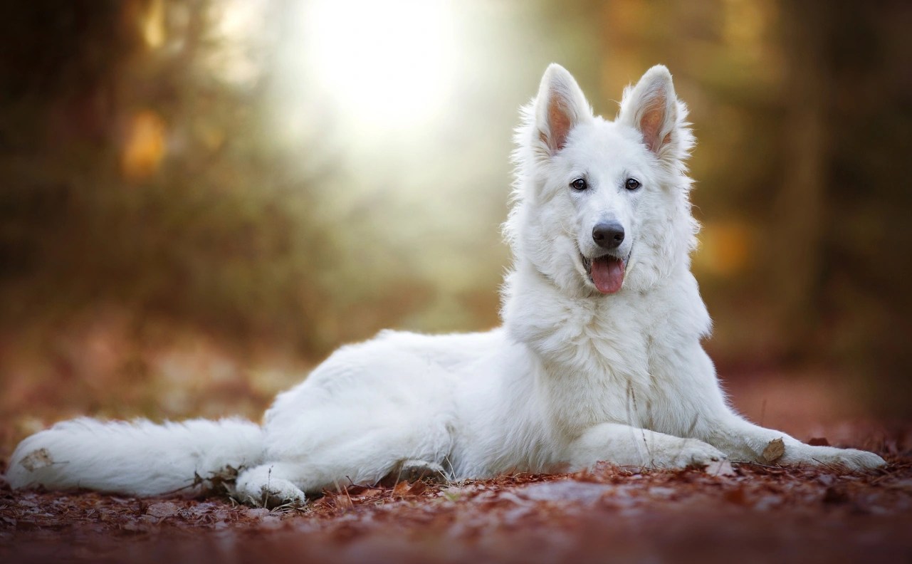 White Swiss Shepherd Dogs Breed Information, Temperament, Size