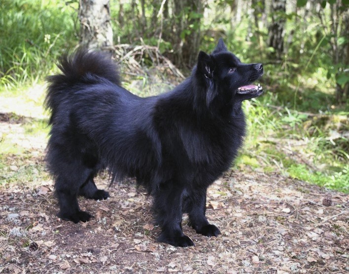 Swedish Lapphund Dogs Breed Information, Temperament, Size & Price