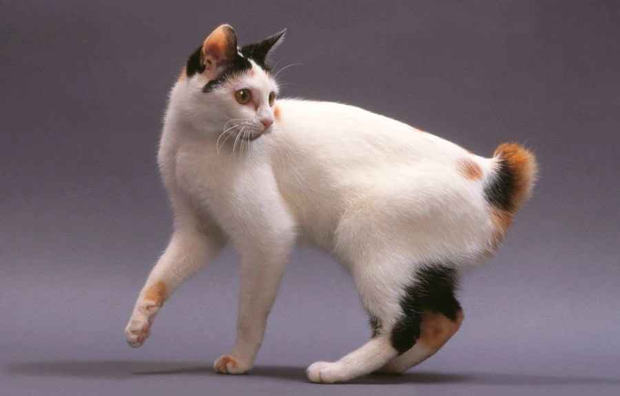Japanese Bobtail Cats Breed Information, Temperament, Size & Price