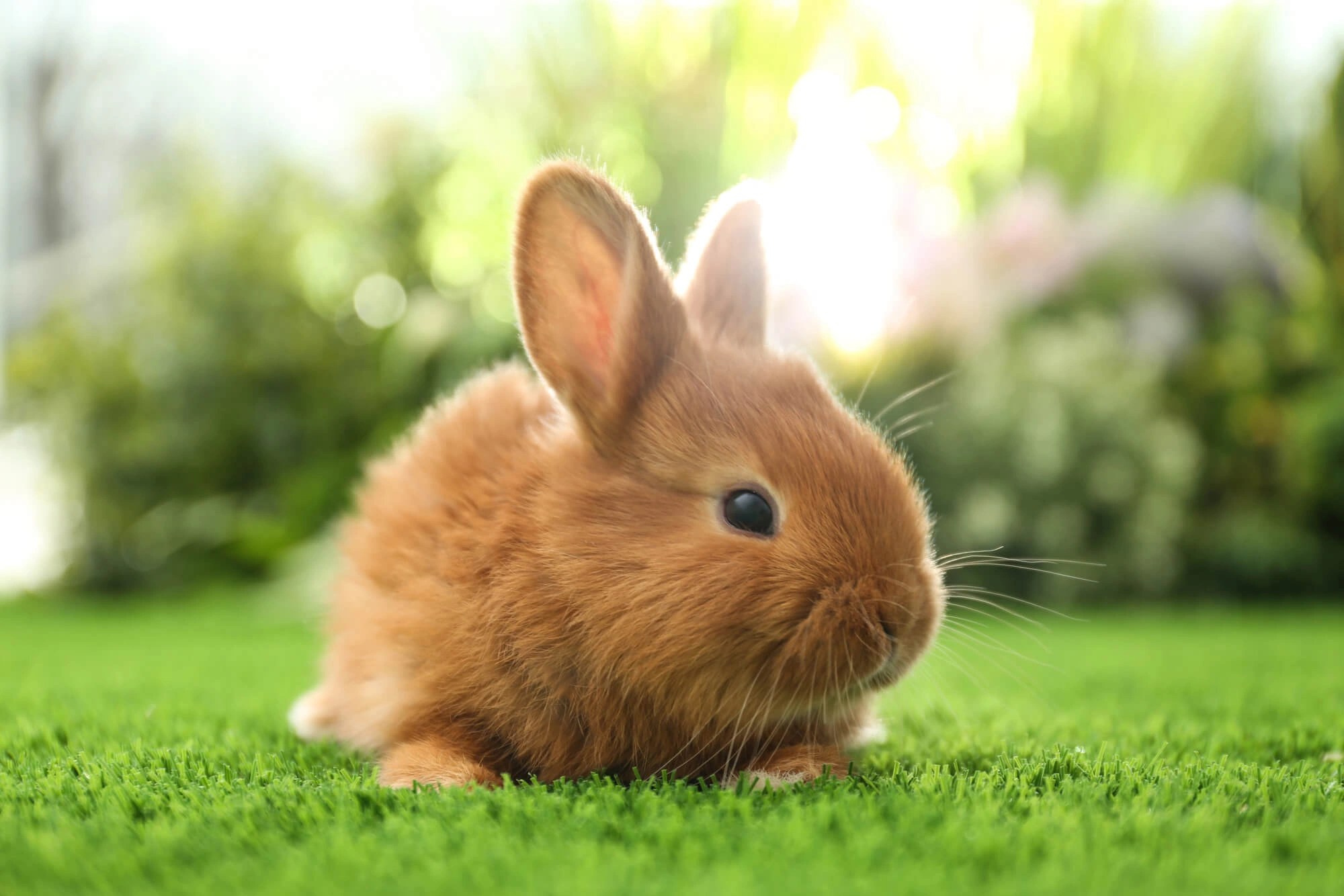 Thrianta Rabbits Breed Information, Temperament, Size & Price