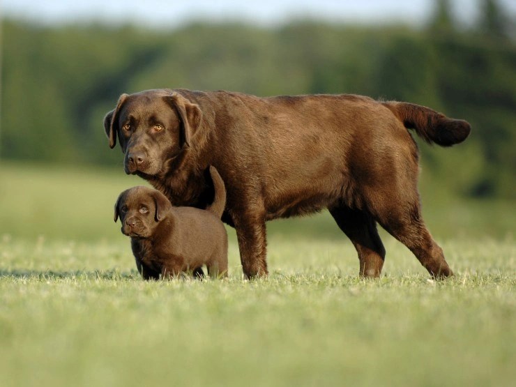 Labrador Retriever Dogs Breed Information, Temperament, Size & Price